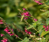 2022 09 12 LongFellowGardens 003